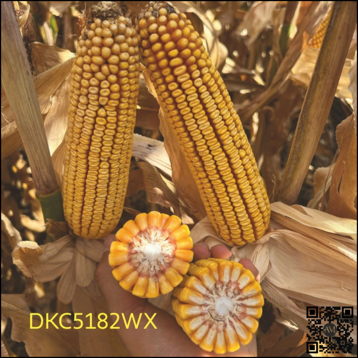 Semințe porumb semi-tardiv DKC5182WX Acceleron grupa FAO 400-440 [2]