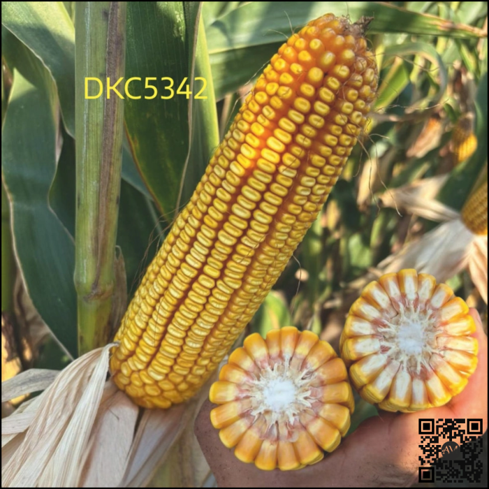 Semințe porumb semi-tardiv DKC5342 grupa FAO 400-440 [2]