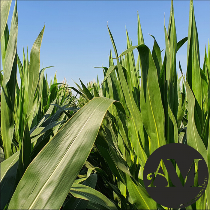 Semințe porumb semi-tardiv INVADOR grupa FAO 400-440 [3]
