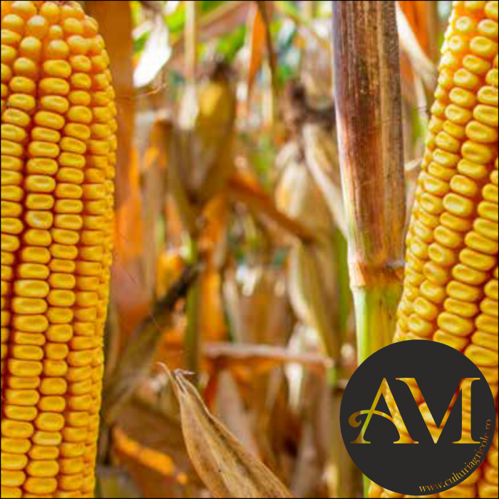 Semințe porumb semi-tardiv RGT MEXINI grupa FAO 460-480 [2]