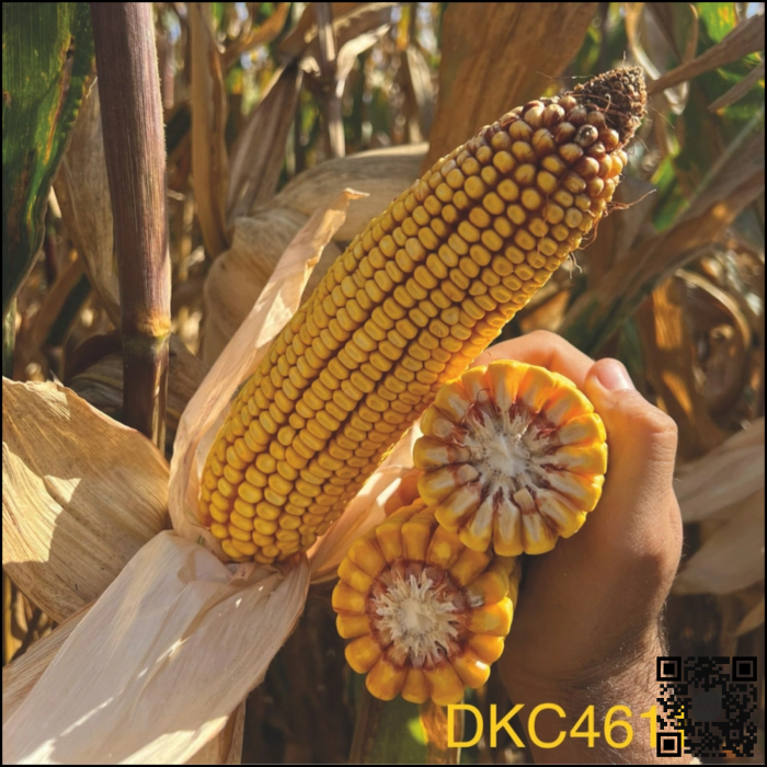 Semințe porumb semi-timpuriu DKC4611 Acceleron Ibisio grupa FAO 350-390 [2]