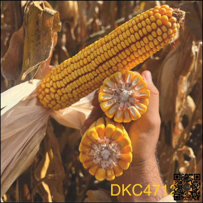 Semințe porumb semi-timpuriu DKC4712 grupa FAO 350-390 [2]