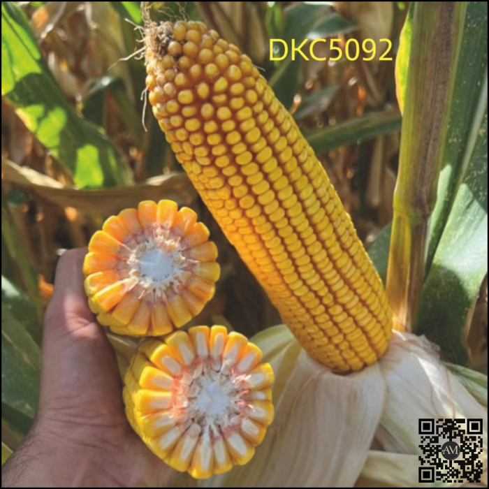 Semințe porumb semi-timpuriu DKC5092 Acceleron Ibisio grupa FAO 350-390 [2]