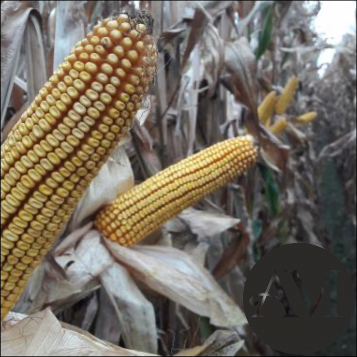 Semințe porumb semi-timpuriu RGT ZANETIXX grupa FAO 350 [2]