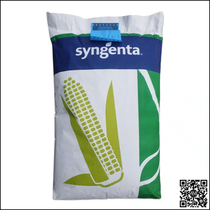 Semințe porumb semi-timpuriu SY MARENGO grupa FAO 350-390 [1]