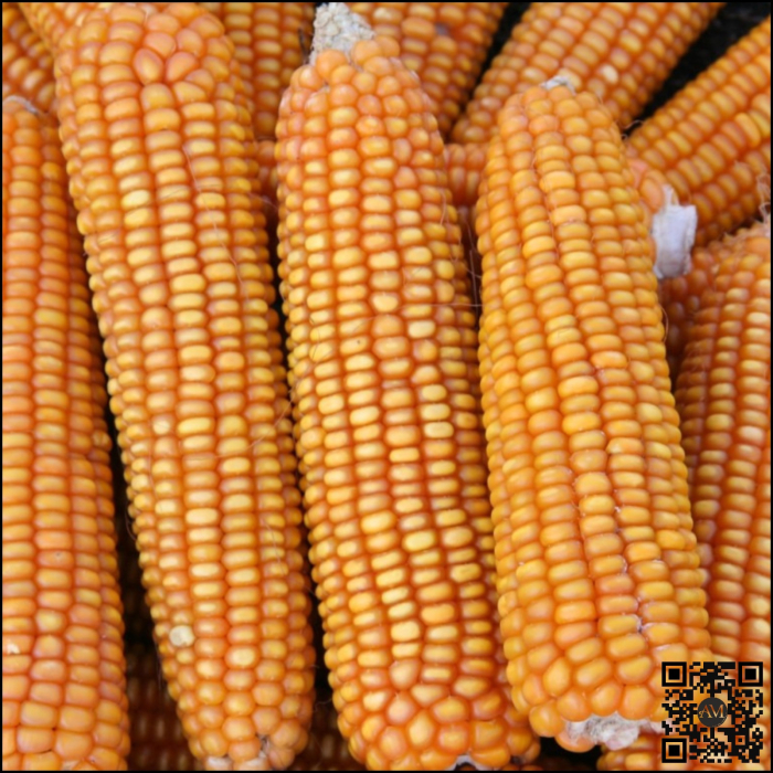 Semințe porumb SEVERO grupa FAO 280 [2]