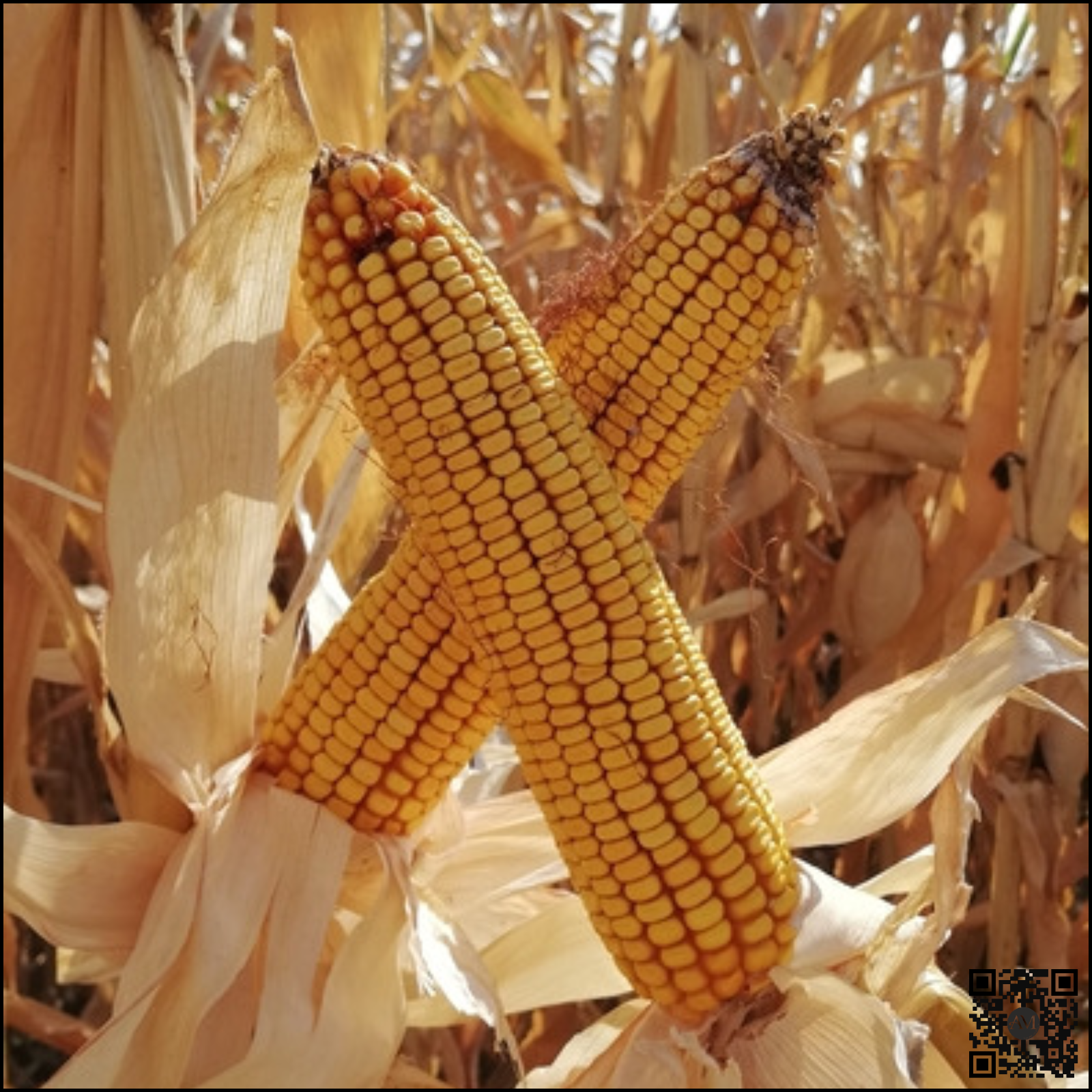 Semințe porumb SPARTAN grupa FAO 320 [3]