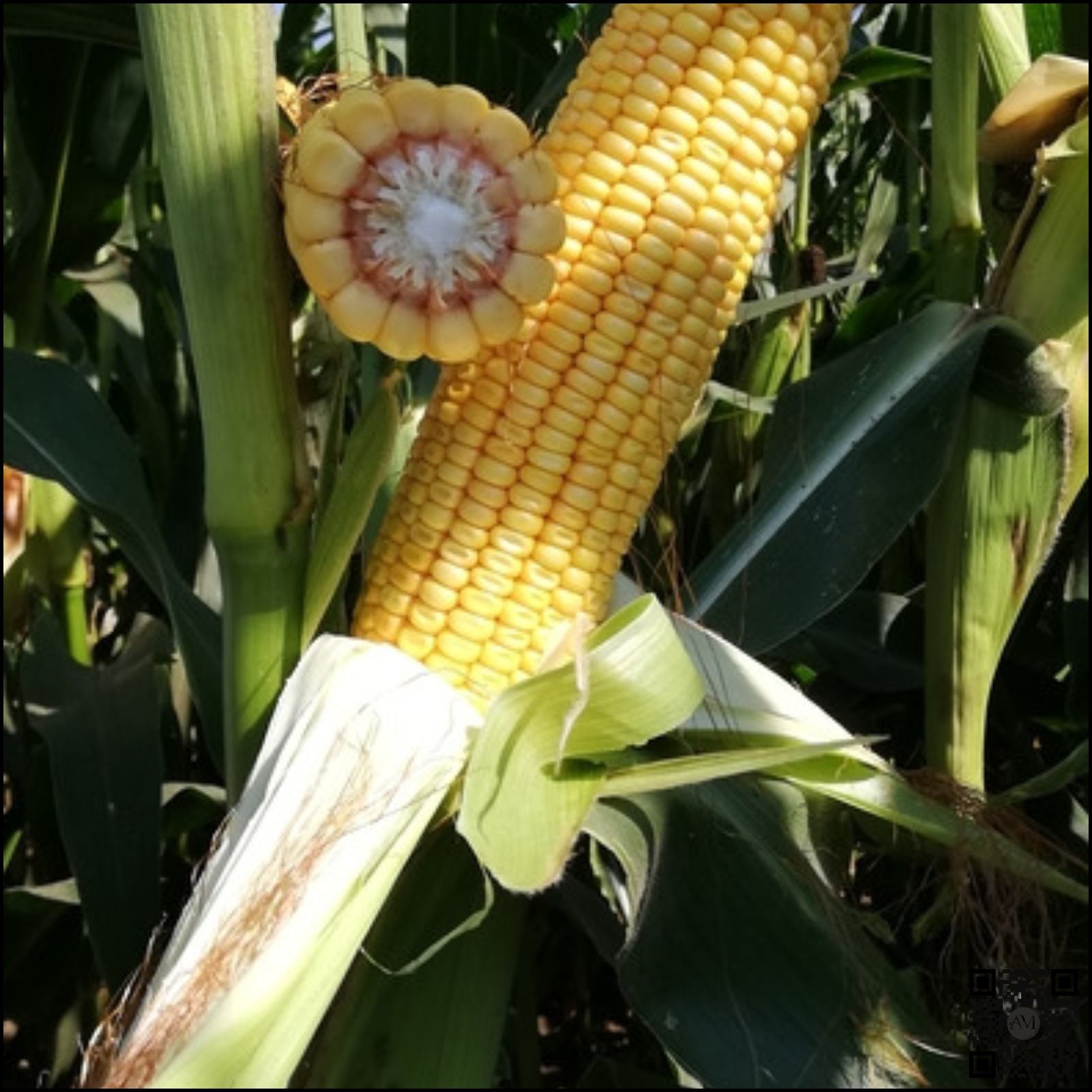 Semințe porumb SPARTAN grupa FAO 320 [2]