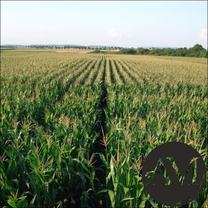 Semințe porumb SURROUND grupa FAO 300 [2]