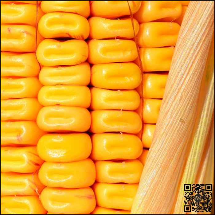 Semințe porumb VESTAS grupa FAO 370 [2]