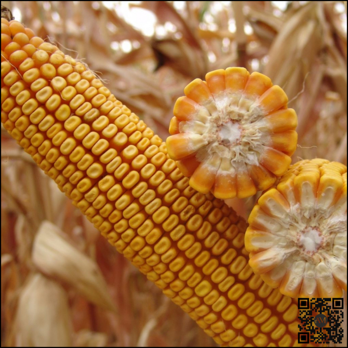 Semințe porumb SYNOPSIS grupa FAO 380 [2]