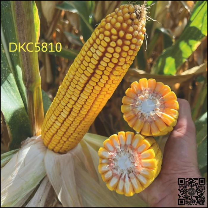 Semințe porumb tardiv DKC5810 grupa FAO 450-490 [2]