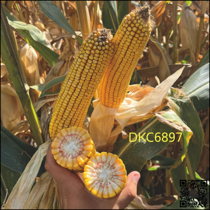 Semințe porumb tardiv DKC6897 Acceleron grupa FAO >550 [2]