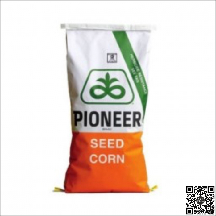 Semințe porumb tardiv P1332 grupa FAO 550 [1]