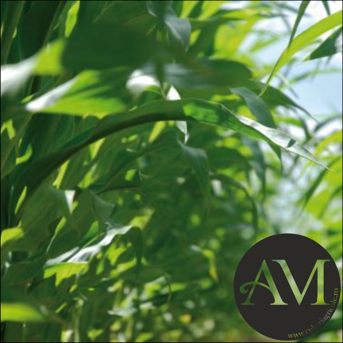 Semințe porumb tardiv RGT FARAONIXX grupa FAO 560-580 [2]