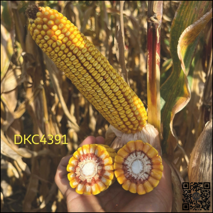 Semințe porumb timpuriu DKC4391WX Acceleron grupa FAO 300-340 [2]