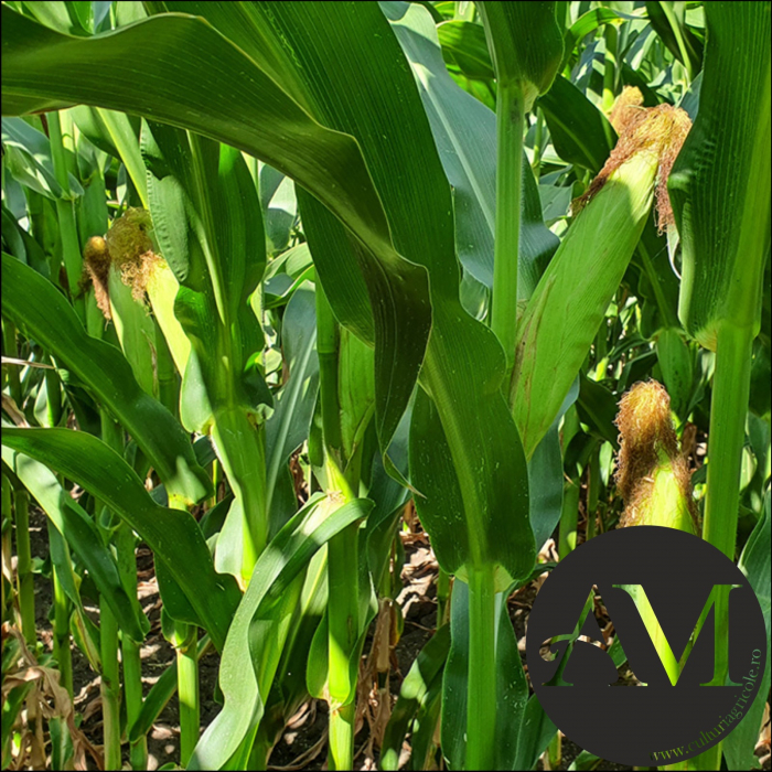 Semințe porumb timpuriu LG 31.305 grupa FAO 300-340 [2]