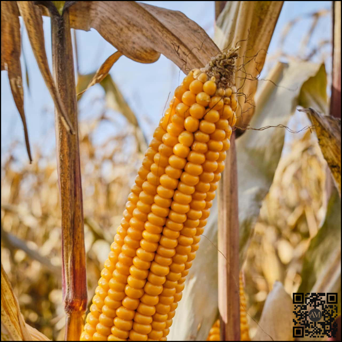 Semințe porumb TONIFI CS grupa FAO 220 [2]