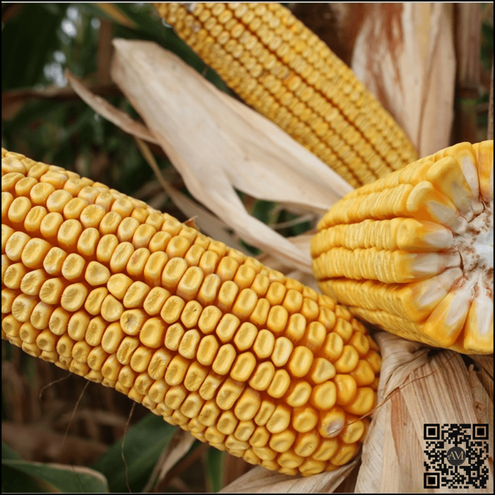 Semințe porumb TOPKAPI Boost&Go grupa FAO 390 [2]