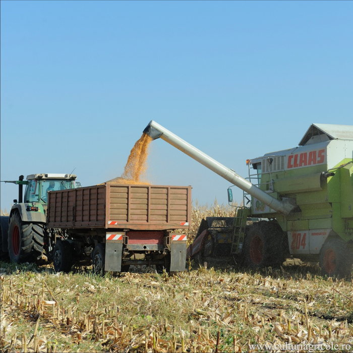 Semințe de porumb TORRANO grupa FAO 350 [2]