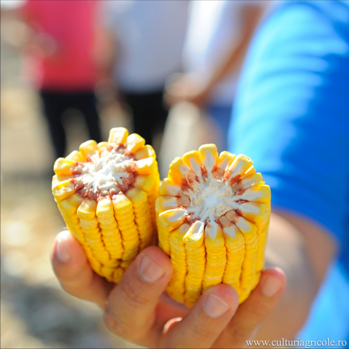 Semințe de porumb TORRANO grupa FAO 350 [3]