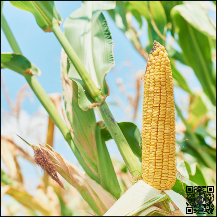 Semințe de porumb TORRANO grupa FAO 350 [2]