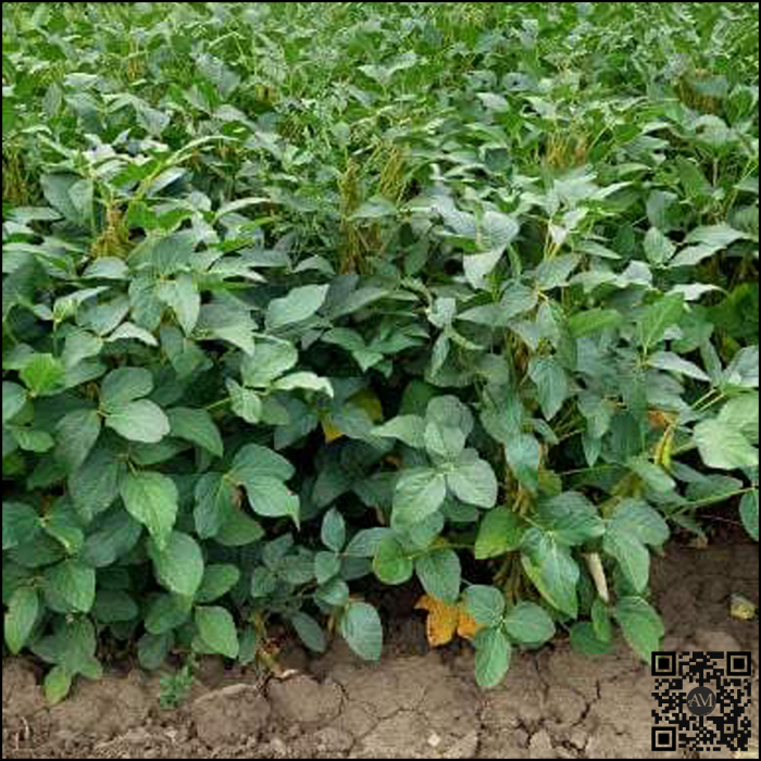 Semințe soia categoria biologică bază ES DIRECTOR HiCoat grupa 00 [2]