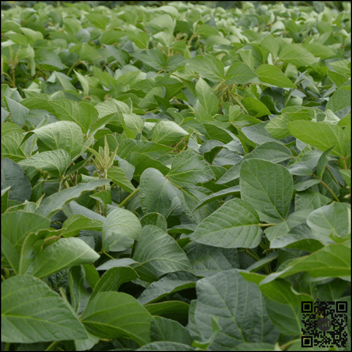 Semințe soia categoria biologică bază ES MENTOR HiCoat grupa 00 [2]