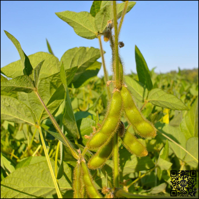 Semințe soia categoria biologică C1 BENEDETTA [3]