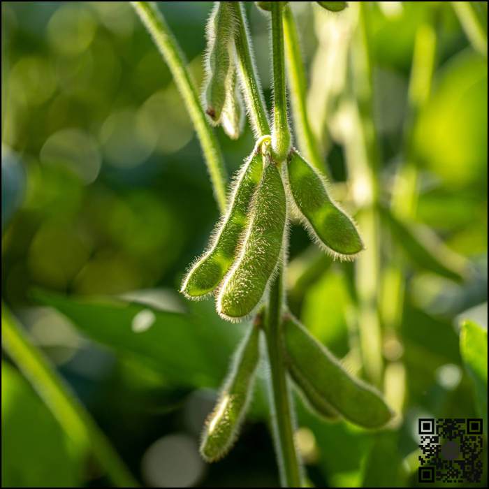 Semințe soia categoria biologică C1 BENEDETTA [2]
