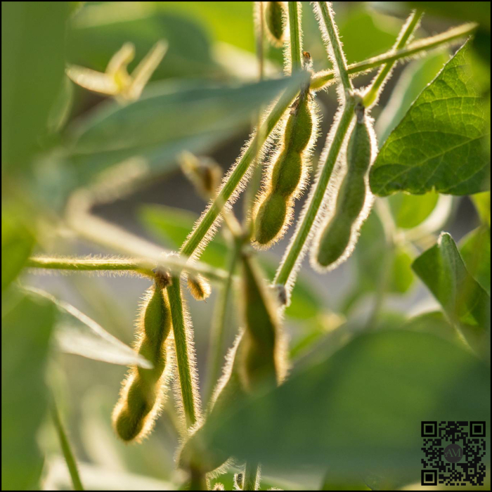 Semințe soia categoria biologică C1 CARLOTTA [2]