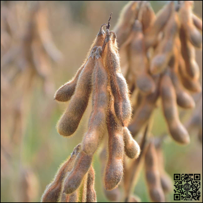 Semințe soia categoria biologică C1 ES COMANDOR grupa 000 [2]