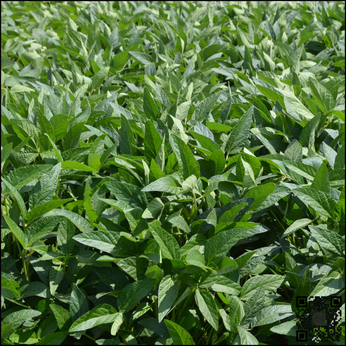 Semințe soia categoria biologică C1 ES PALLADOR grupa I [2]