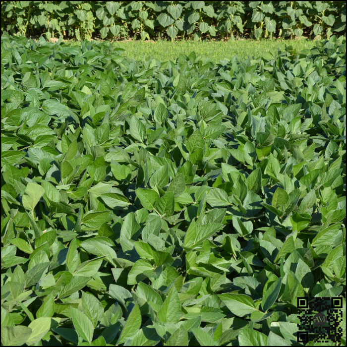 Semințe soia categoria biologică C1 ES TRIBOR grupa 0 [2]