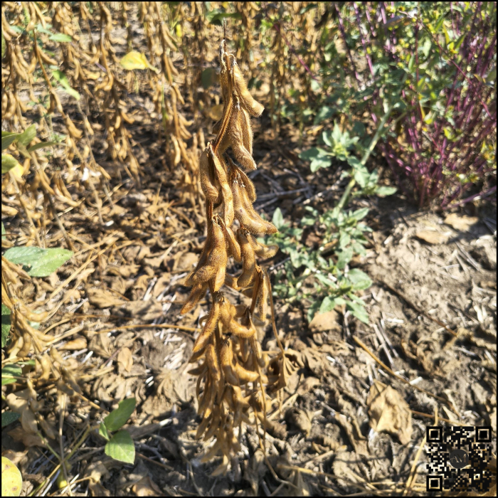 Semințe soia categoria biologică  C1 LID CONSTRUCTOR grupa 00 [2]