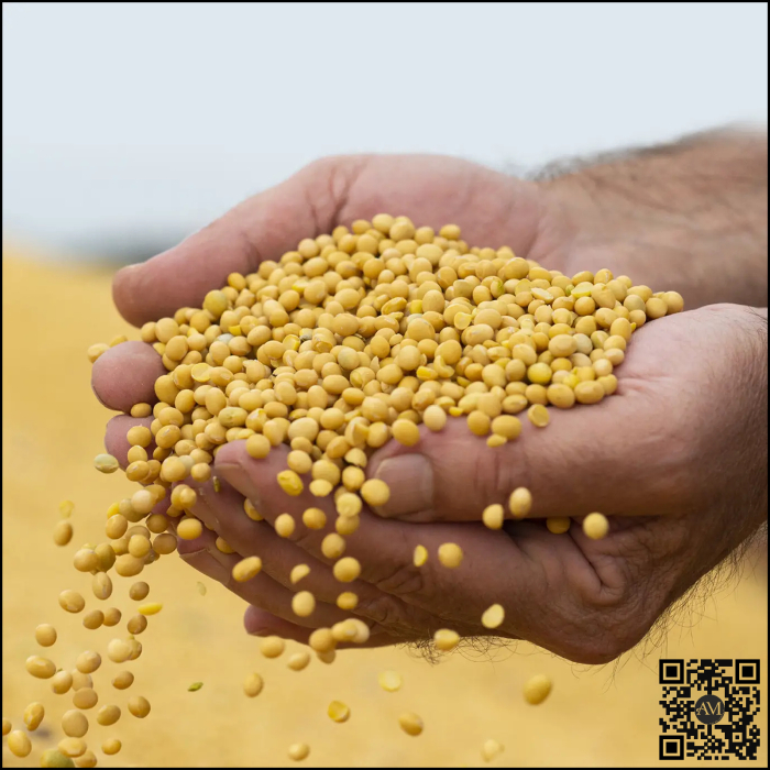 Semințe soia semi-tardiv KWS ANNIKA [2]
