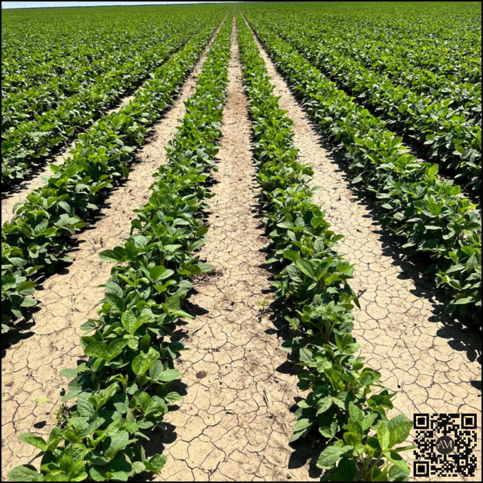 Semințe soia semi-tardiv KWS EURIK [2]