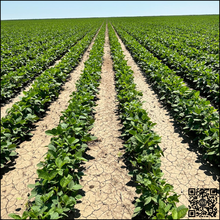 Semințe soia semi-tardiv KWS EURIK [2]