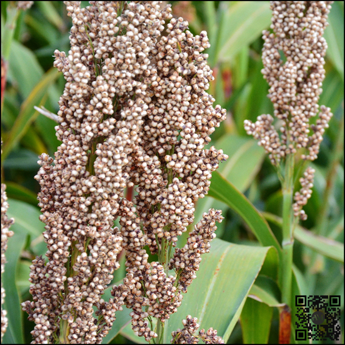 Semințe sorg bob alb timpuriu LID ZEALANDIA SU [2]