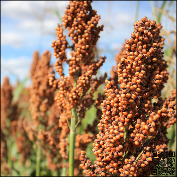 Semințe sorg bob roșu extra-timpuriu ES WILLY [2]