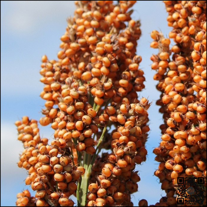 Semințe sorg bob roșu semi-timpuriu ES ALIZE Boost&Go [2]