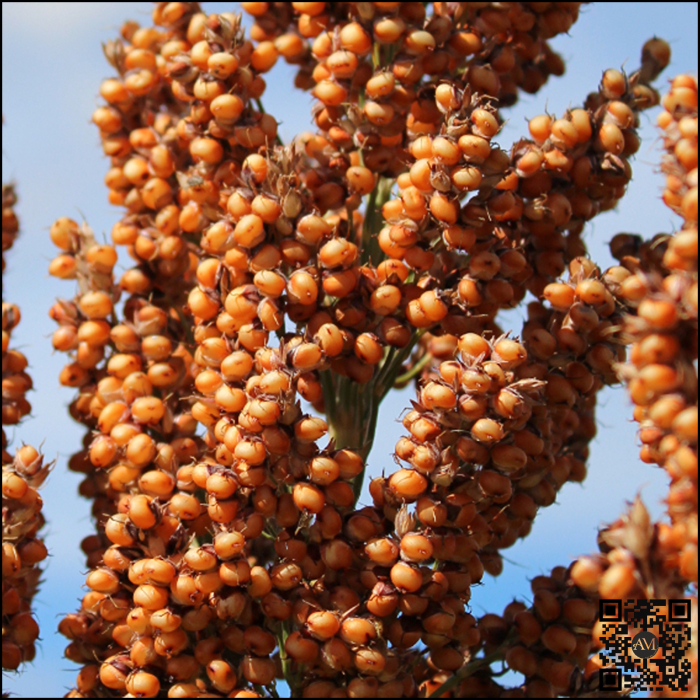 Semințe sorg bob roșu semi-timpuriu ES FOEHN [2]