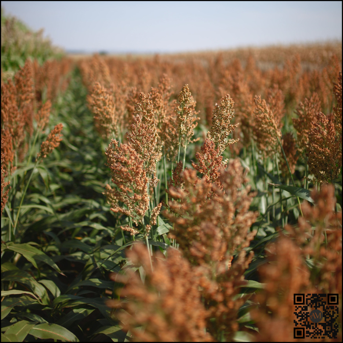 Semințe sorg semi-tardiv KWS RUBINUS [2]