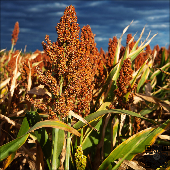 Semințe sorg semi-tardiv KWS URSUS [2]