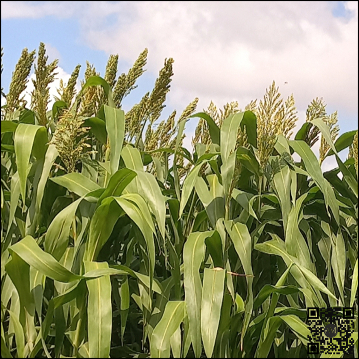 Semințe sorg siloz semi-tardiv SAPHIR [2]