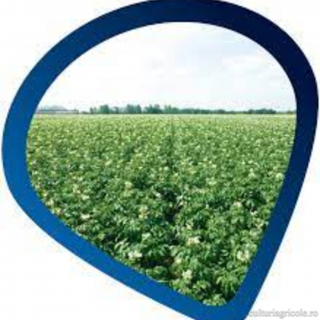 PRODUSE PENTRU PROTECȚIA PLANTELOR - Fungicid cu acțiune de contact RANMAN TOP