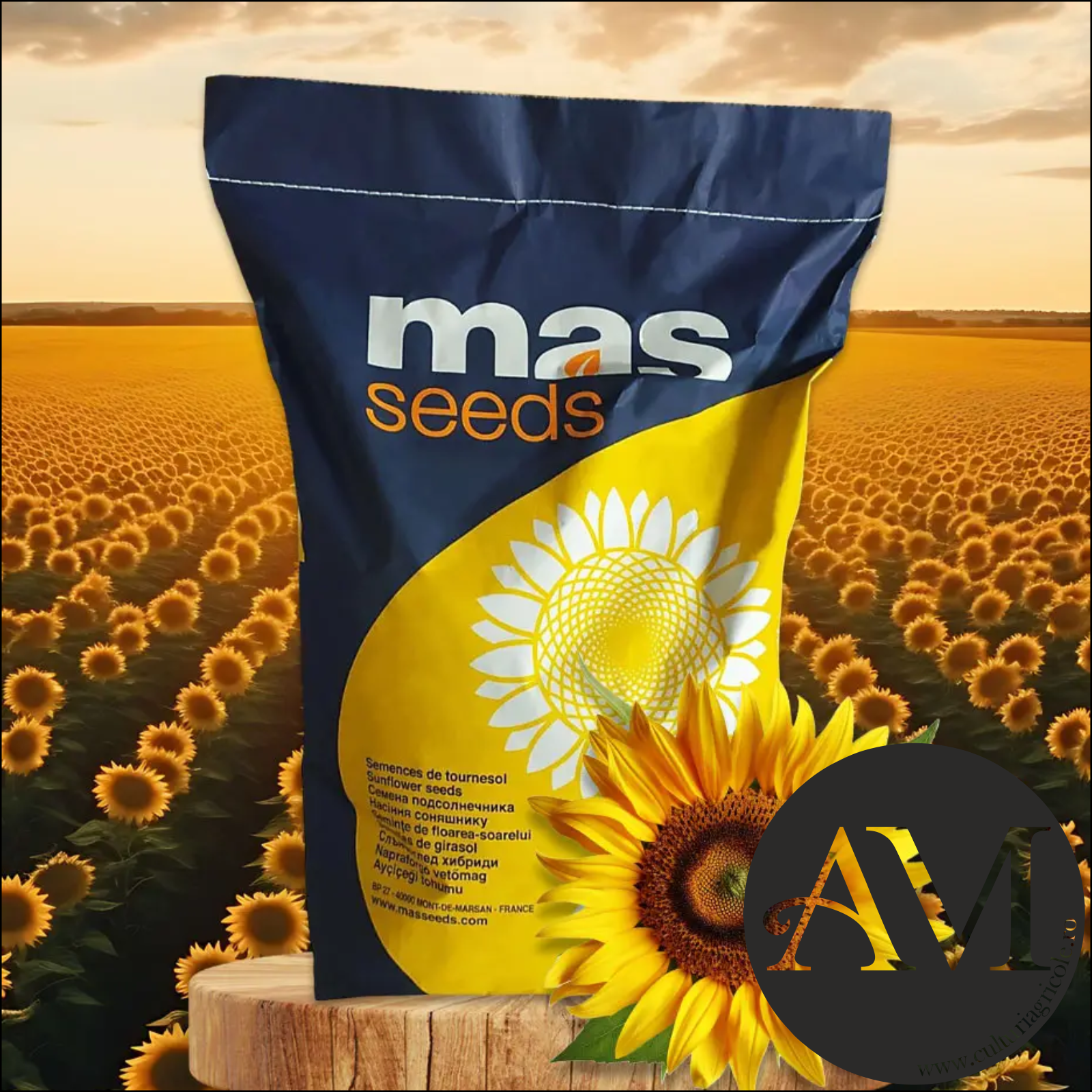 Semințe - Semințe floarea soarelui semi-timpuriu linoleic MAS 83.SU tehnologie EXPRESS