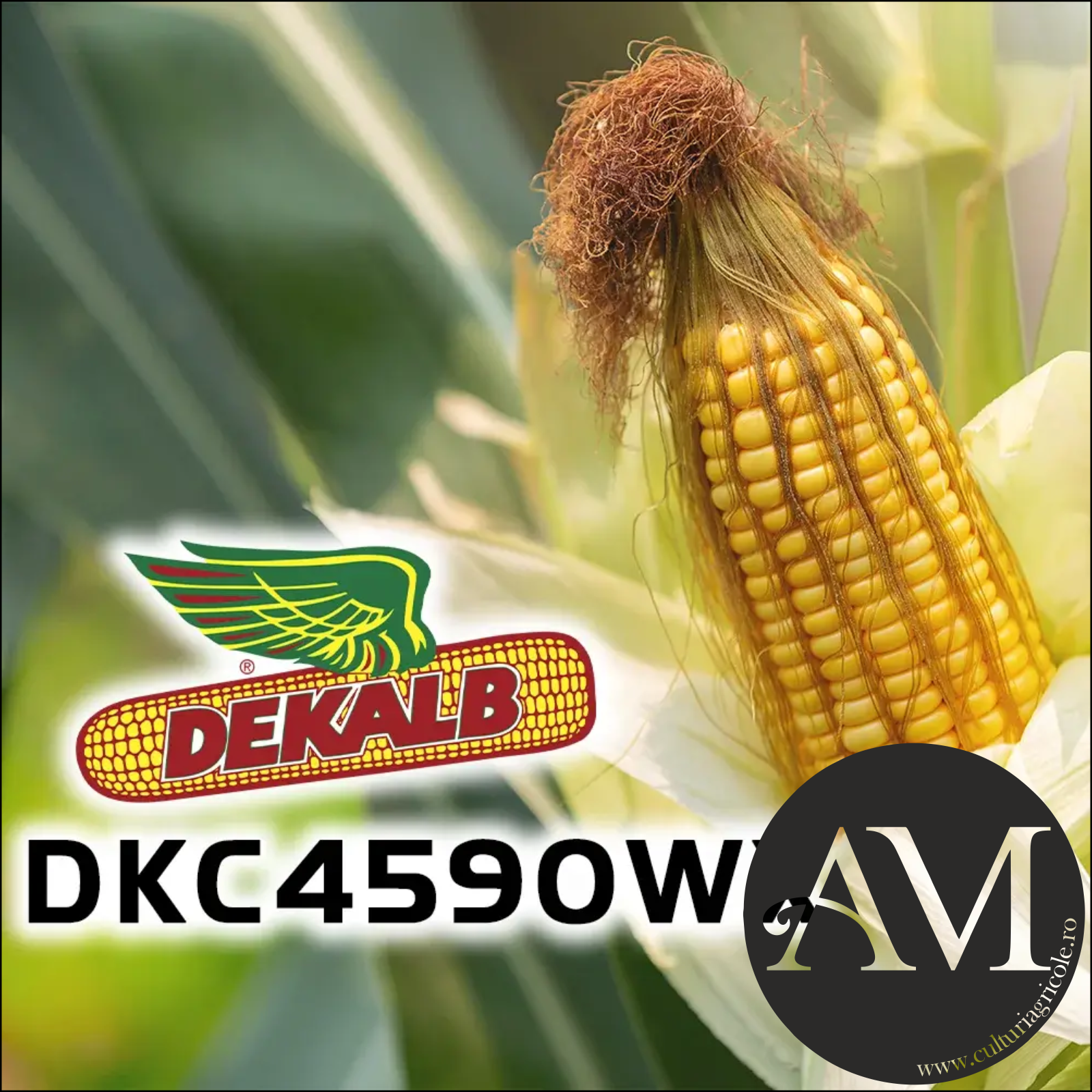 SEMINȚE - Semințe porumb DKC4590WX grupa FAO 350-390