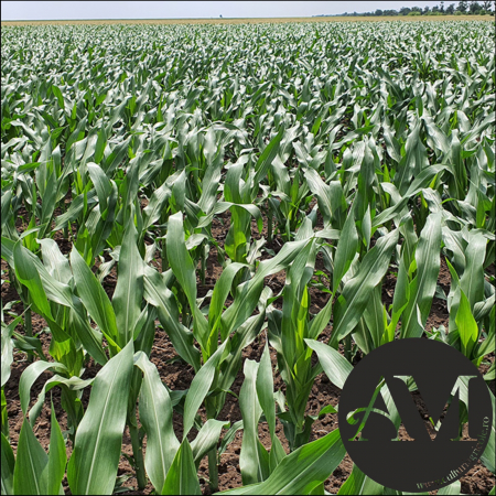 Semințe porumb tardiv LG 34.90 grupa FAO 450-490 [2]
