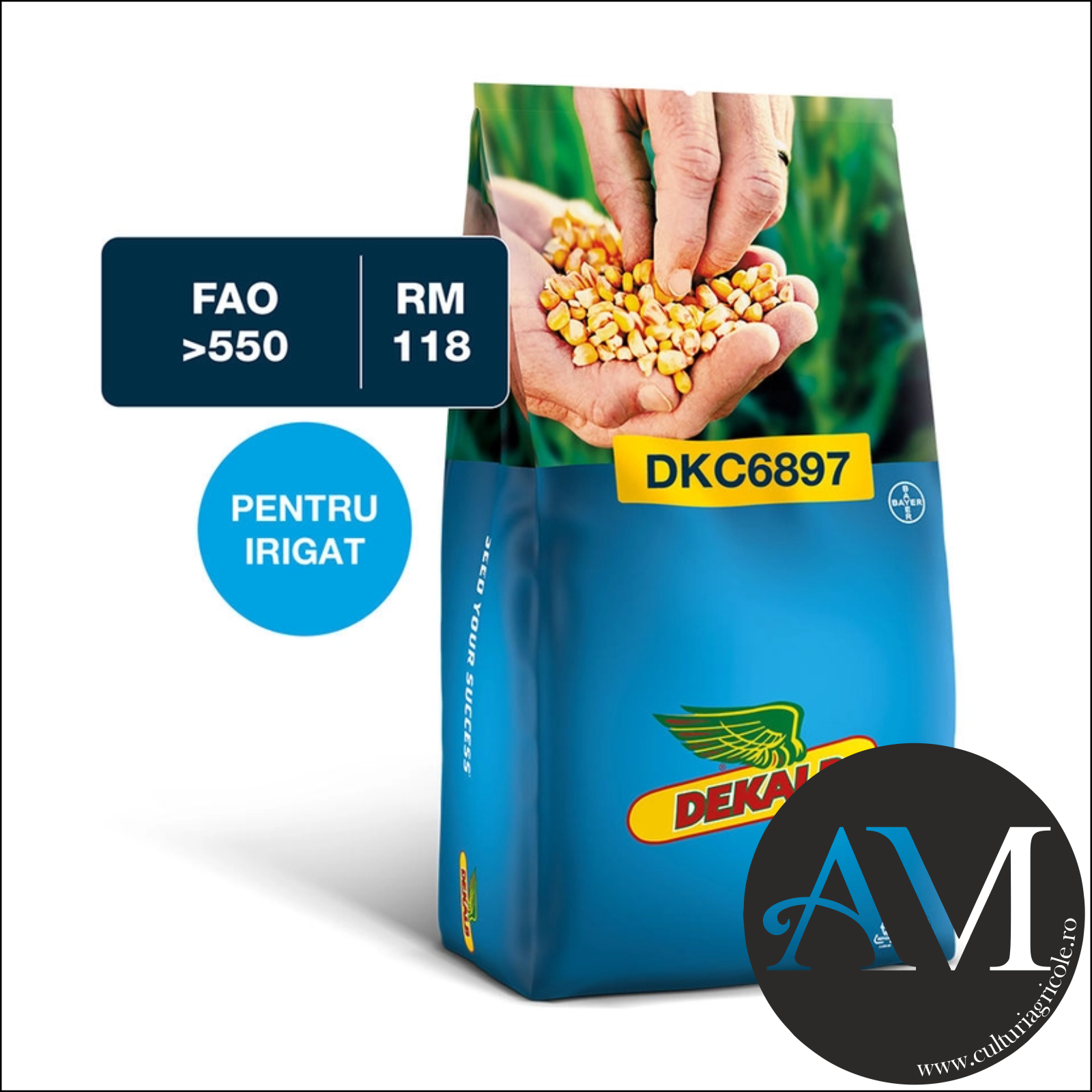 Semințe - Semințe porumb tardiv DKC6897 grupa FAO >550